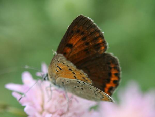 Small Copper butterfly wings partly open
