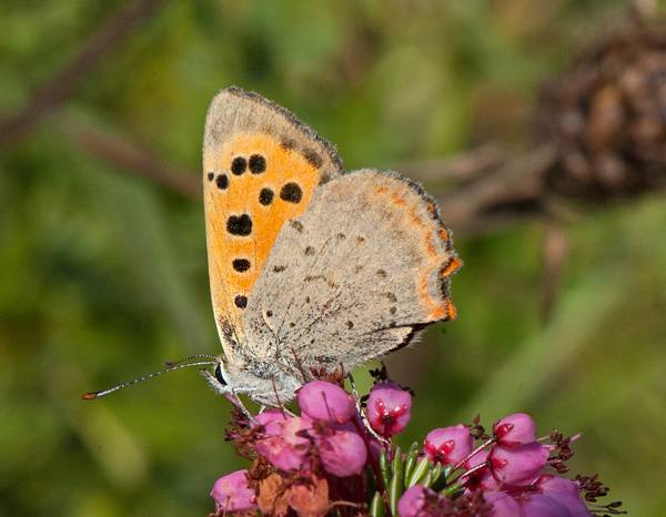Small Copper butterfly, underwing