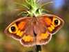 Meadow Brown butterfly, Maniola jurtina