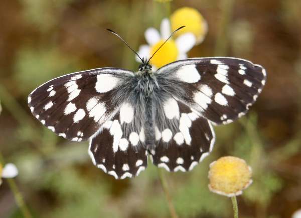Marbled White Butterfly - Melanargia galathea, wings open