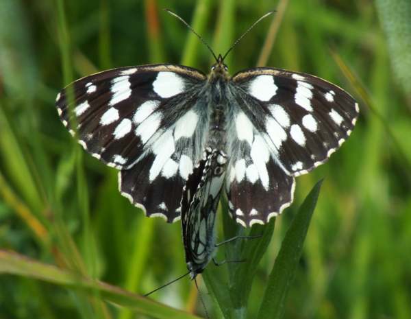 Paired Marbled White butterflies