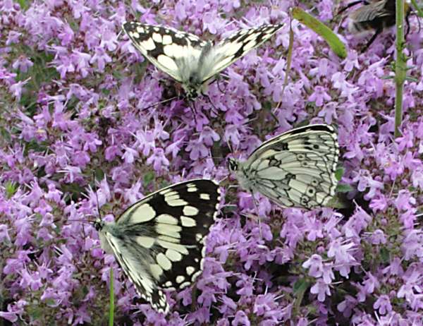 Marbled White Butterflies - Melanargia galathea, on Thymus