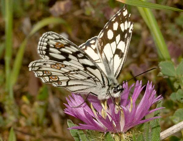 Spanish Marbled White Butterfly, Melanargia ines