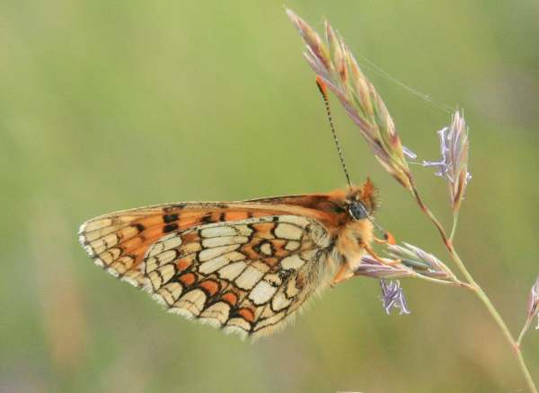 Underside of wings of Provencal Fritillary butterfly