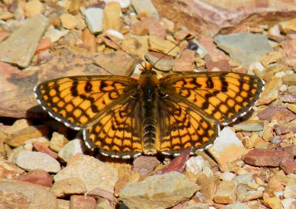 Upperside of wings of Provencal Fritillary butterfly