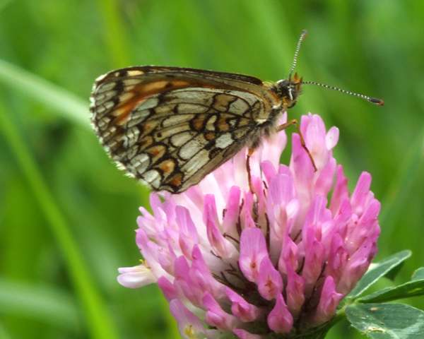 An underwing view of Provencal Fritillary butterfly