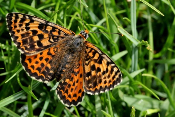 Spotted Fritillary butterfly, Melitaea didyma