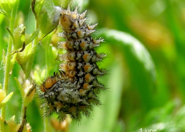 Caterpillar of Melitaea didyma entering pupal stage