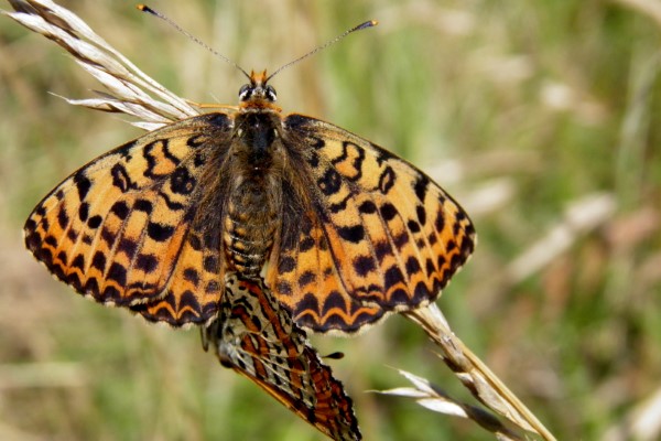 Paired Spotted Fritillaries, France