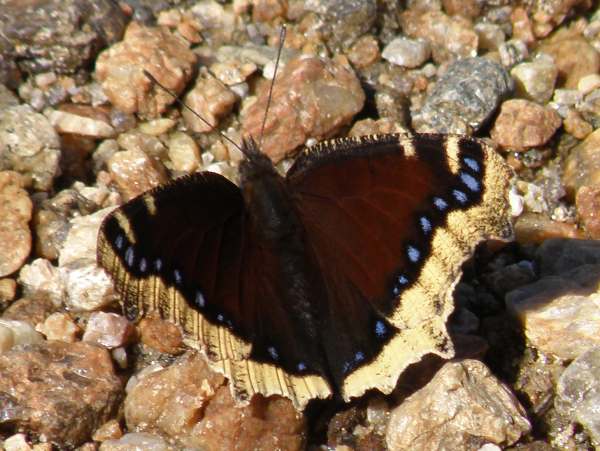 Camberwell Beauty or Mourning Cloak Butterfly - Nymphalis antiopa