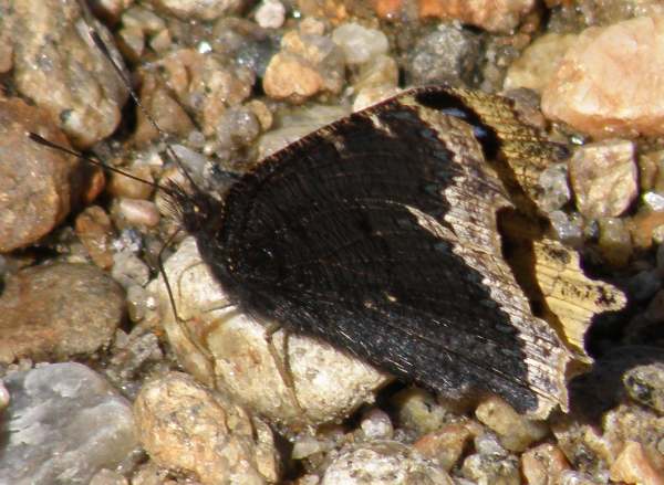 Mourning Cloak Butterfly - Nymphalis antiopa, closed wings