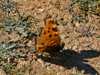 Nymphalis polychloros - Large Tortoisehell butterfly