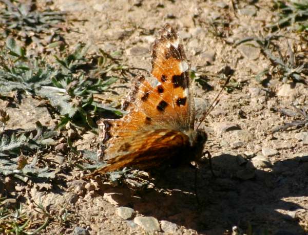 Large Tortoiseshell butterfly, Algarve, Portugal