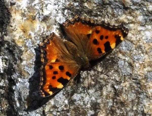 Large Tortoiseshell butterfly, in southern France