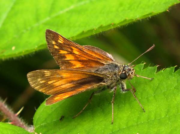 Large Skipper Butterfly , Ochlodes sylvanus, West Wales UK