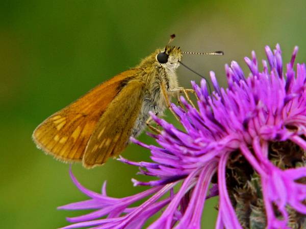 Large Skipper Butterfly , Ochlodes sylvanus, underwing view
