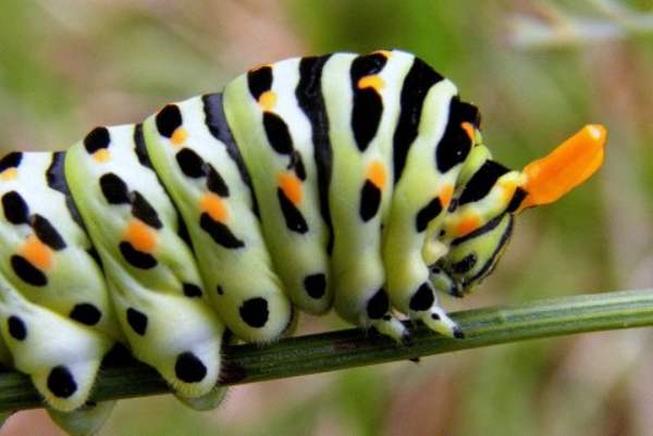 Mature caterpillar of Common Swallowtail butterfly - closeup of head