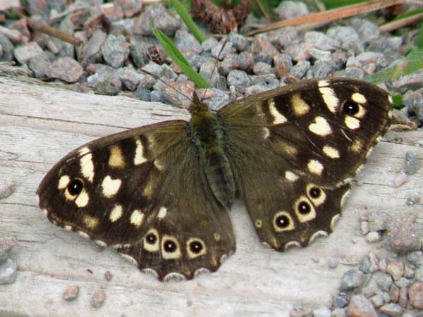 Speckled Wood seen in Wales in late summer