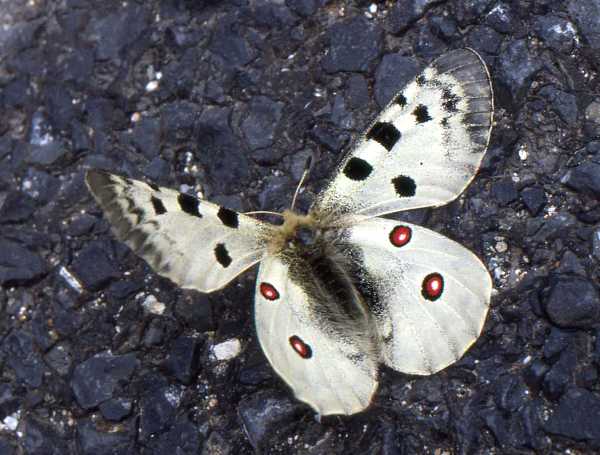 Apollo Butterfly - Parnassius apollo