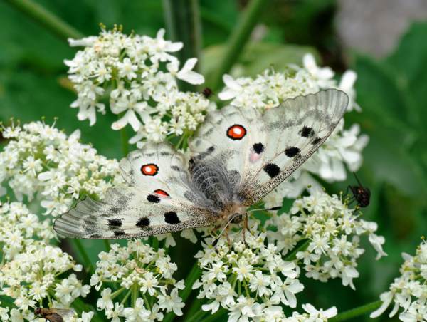 Apollo Butterfly, Parnassius apollo, Pyrenees
