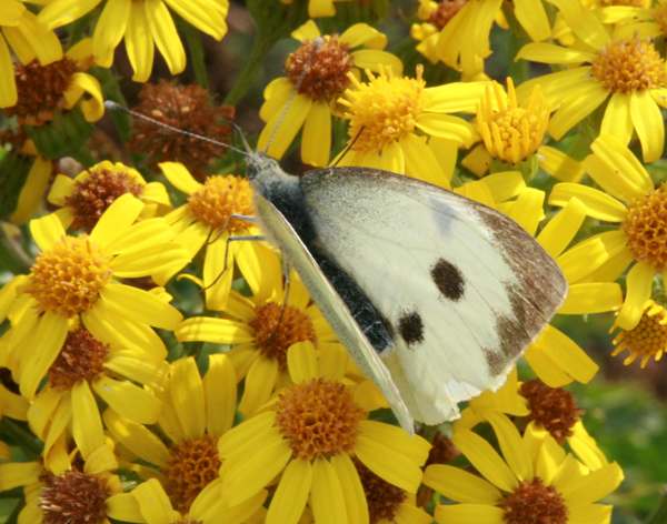 Pieris brassicae, Large White butterfly (female)