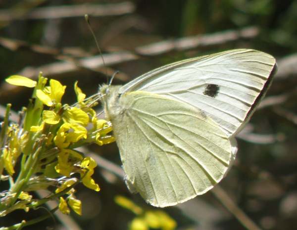 underside of wings of Pieris brassicae, Large White butterfly