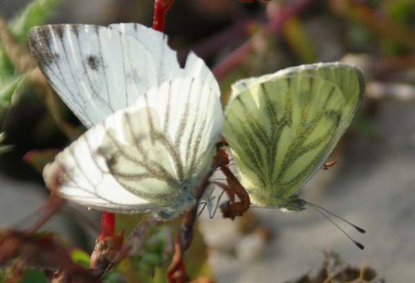 A pair of Green-veined White butterfles