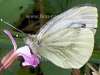 Green-veined white butterfly, Artogeia napi