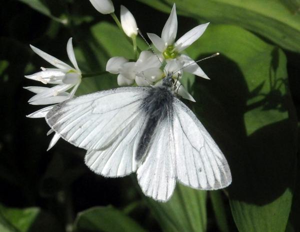 First brood Green-veined White