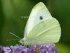 Small White butterfly, Pieris rapae