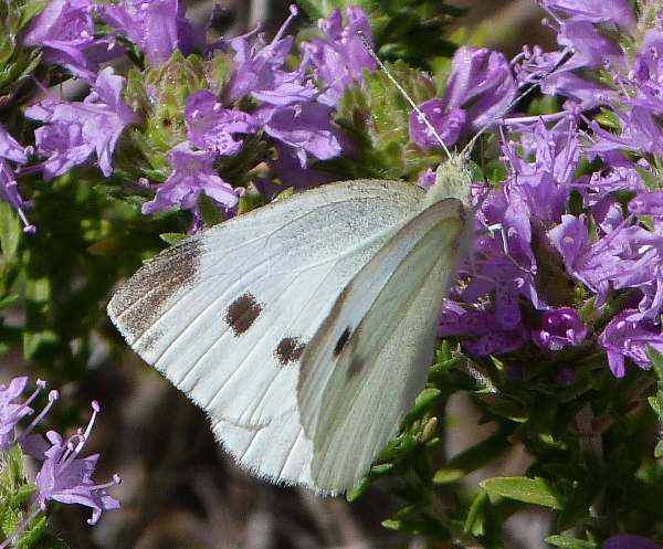 Small White butterfly on Wild Thyme