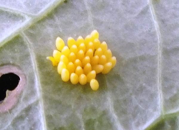 Eggs of the Small White butterfly on the underside of a Nasturtium leaf