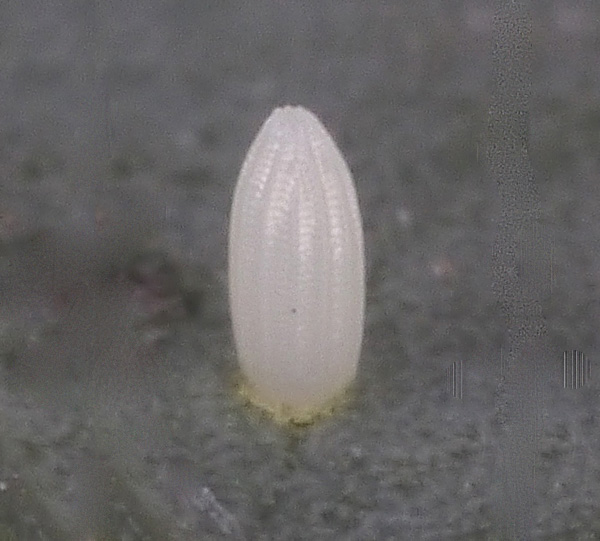 Small White butterfly egg