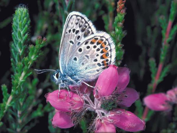 Silver-studded Blue butterfly, Wales