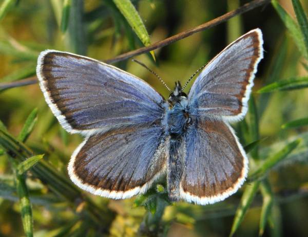 Silver-studded Blue butterfly, male