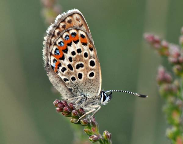 Silver-studded Blue butterfly - closed-wing view