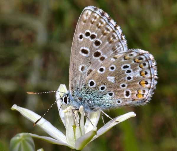 Adonis Blue, underwing view