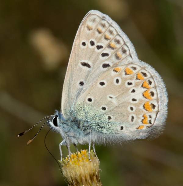 Common Blue butterfly, underwings - Algarve
