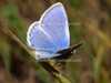 Common Blue butterfly, Polyommatus icarus