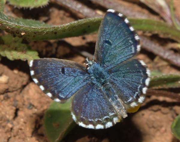 False Baton Blue butterfly, Polyommatus bellargus
