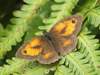 Gatekeeper butterfly, Pyronia tithonus