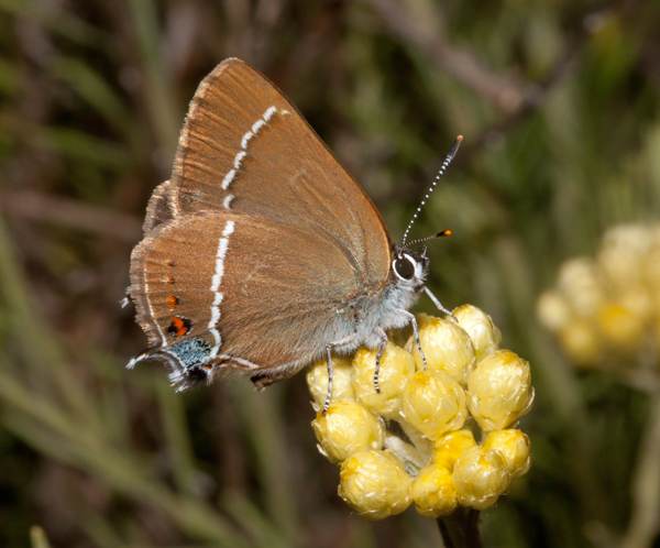 Satyrium spini - Blue Spot Hairstreak butterfly, Algarve, southern Portugal
