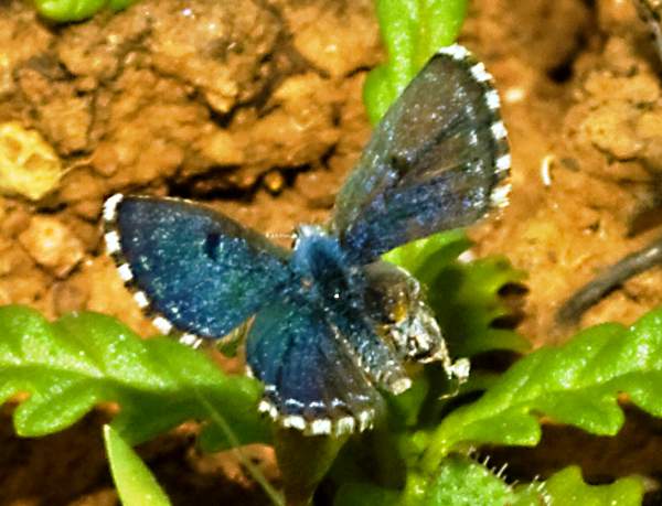 Male Lorquin's Blue butterfly