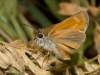Lulworth Skipper Butterfly - Thymelicus acteon