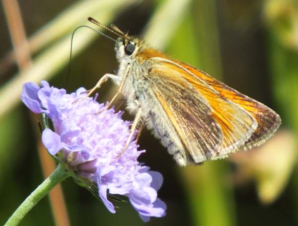 Small Skipper butterfly, Slovenia