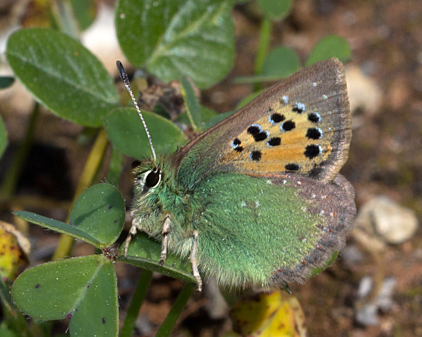 Provence Hairstreak butterfly, underwing