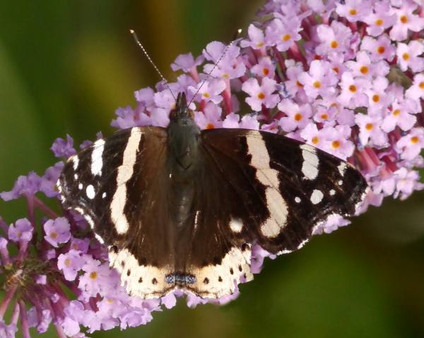 Red Admiral ab. Millerei