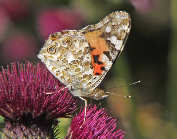Painted Lady - closed-wing view