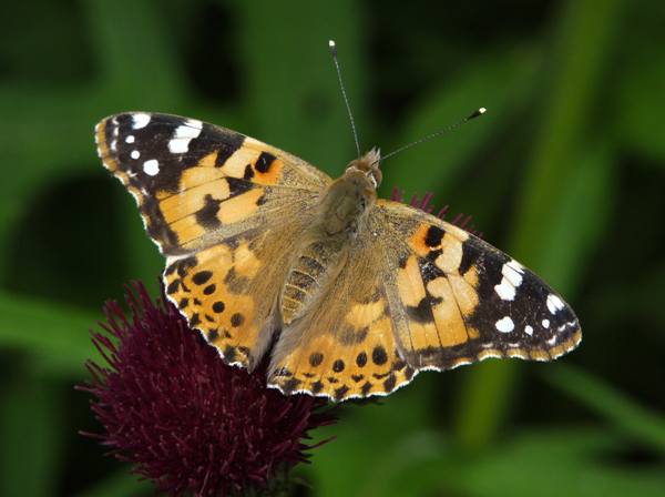 Painted Lady butterfly, dorsal view