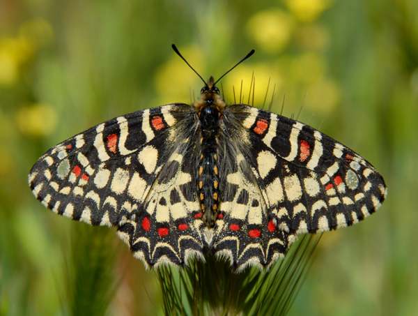 Zerynthia rumina, Spanish Festoon butterfly